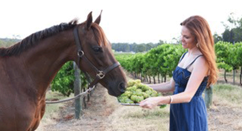 Degen Wines horse eating grapes
